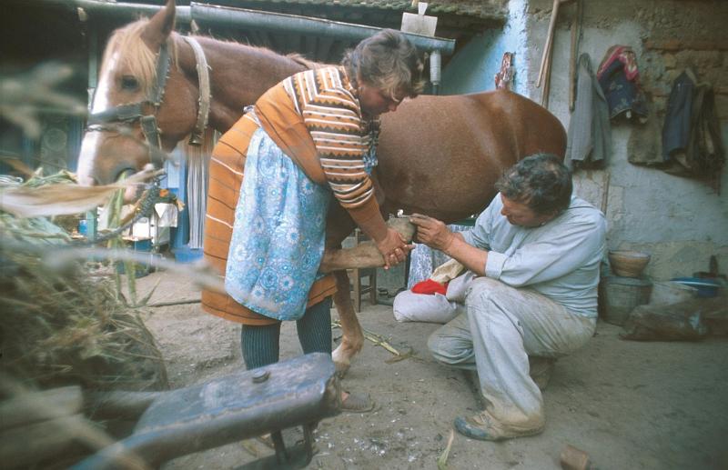02lide.jpg - Při kování koní pomáhají občas i ženy (foto I. D.)
